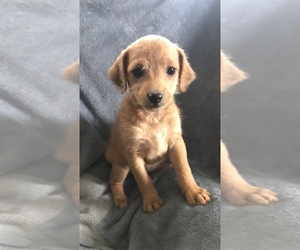 Mountain Feist-Poodle (Miniature) Mix Dog for Adoption in CRAWFORD, Georgia USA
