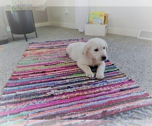 English Cream Golden Retriever Puppy for sale in DUNDEE, OH, USA