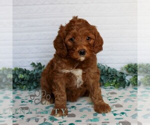 Goldendoodle (Miniature) Puppy for sale in LITITZ, PA, USA