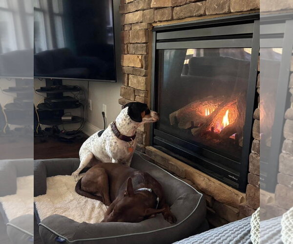 Medium Photo #7 American Foxhound-Beagle Mix Puppy For Sale in Holly Springs, NC, USA