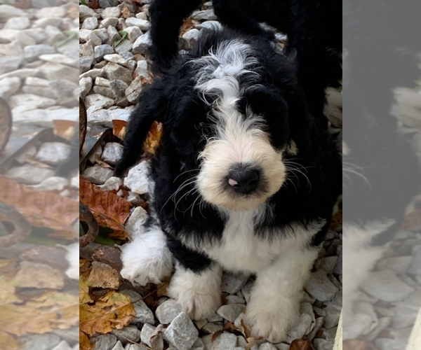 Medium Photo #3 Sheepadoodle Puppy For Sale in CLEVELAND, TN, USA