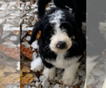 Small Photo #3 Sheepadoodle Puppy For Sale in CLEVELAND, TN, USA