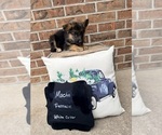 Small #15 German Shepherd Dog