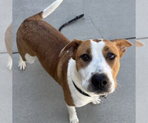 American Pit Bull Terrier-Unknown Mix Dogs for adoption in Palmetto, FL, USA