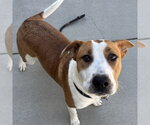 Small American Pit Bull Terrier Mix