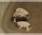 Small Photo #36 Collie Puppy For Sale in HIGH POINT, NC, USA