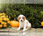 Small #1 Cocker Spaniel-Poodle (Miniature) Mix