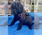 Small Photo #6 Labradoodle Puppy For Sale in MAGNOLIA, TX, USA