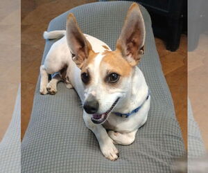 Jack Chi Dogs for adoption in Visalia, CA, USA