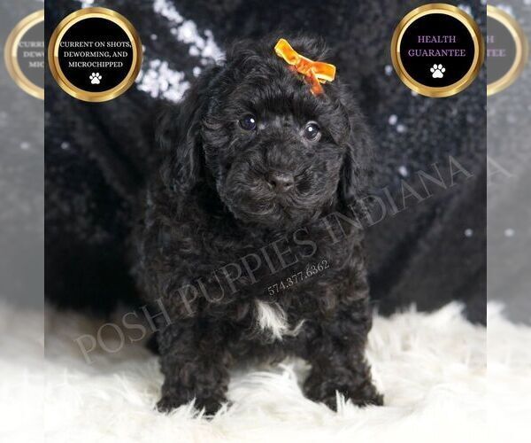 Medium Photo #2 Poodle (Miniature) Puppy For Sale in WARSAW, IN, USA