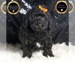 Small #1 Poodle (Miniature)