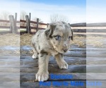 Small #5 Australian Shepherd
