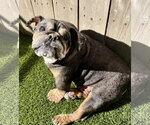 Small Bulldog