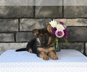 German Shepherd Dog Puppy for sale in MILLERSBURG, OH, USA