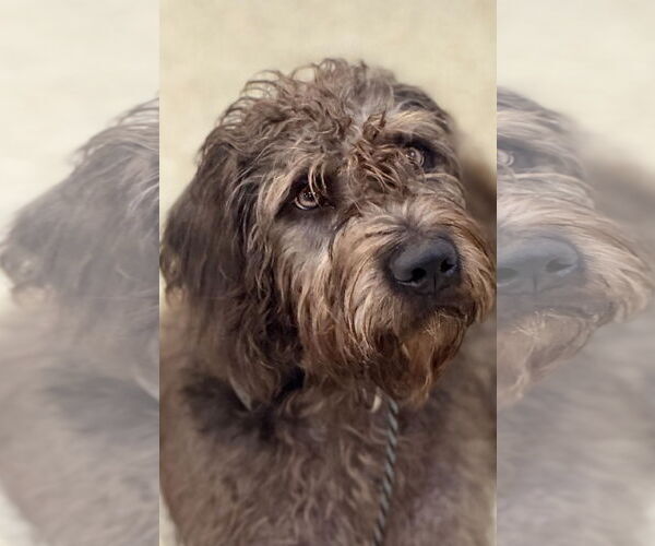Medium Photo #1 Mutt Puppy For Sale in Valrico, FL, USA