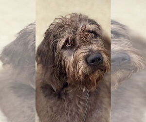 Medium Mutt