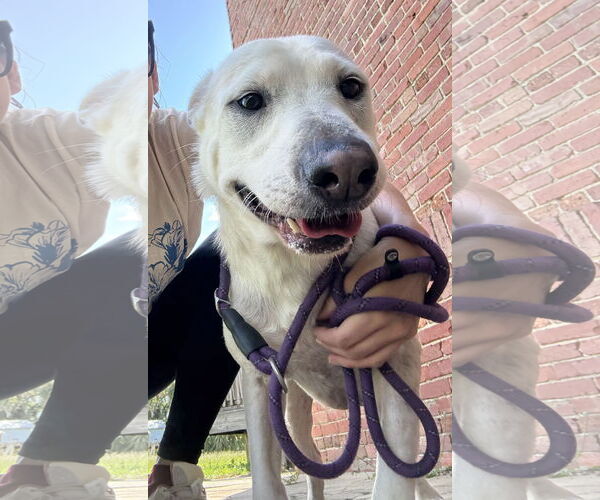 Medium Photo #7 Labrador Retriever-Unknown Mix Puppy For Sale in Sanford, FL, USA