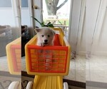 Puppy 2 Pomsky