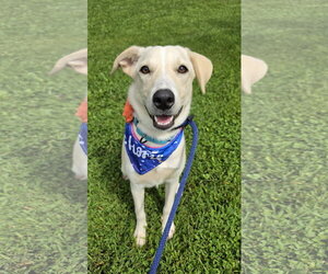 Labrador Retriever-Unknown Mix Dogs for adoption in Rockaway, NJ, USA