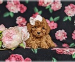 Small Photo #6 Cavapoo Puppy For Sale in NOTTINGHAM, PA, USA
