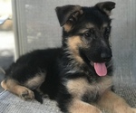 Small Photo #5 German Shepherd Dog Puppy For Sale in MARYSVILLE, WA, USA