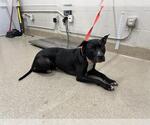 Small American Staffordshire Terrier Mix