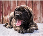 Puppy Rufus Mastiff