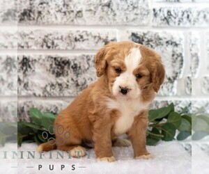 Bernese Mountain Dog-Cavalier King Charles Spaniel Mix Puppy for sale in RICHFIELD, PA, USA