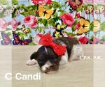 Image preview for Ad Listing. Nickname: Tiny Candi
