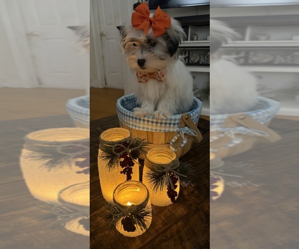 Medium Photo #27 Shih-Poo Puppy For Sale in DINWIDDIE, VA, USA