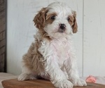 Small #2 Cavapoo (Miniature)