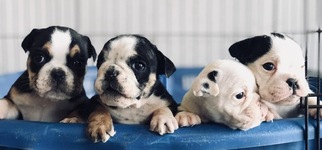 English Bulldogge Puppy for sale in BAKERSFIELD, CA, USA