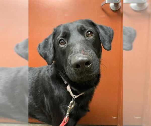 Medium Photo #1 Shepradors Puppy For Sale in Center Township, PA, USA