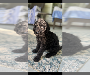 Goldendoodle Puppy for sale in WAXHAW, NC, USA