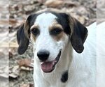 Small Photo #5 Treeing Walker Coonhound-Unknown Mix Puppy For Sale in Yardley, PA, USA
