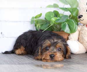 YorkiePoo Puppy for sale in RED LION, PA, USA