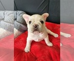 Puppy 3 French Bulldog