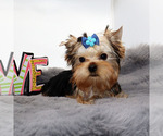 Small #1 Yorkshire Terrier