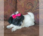 Small Photo #1 Shih Tzu Puppy For Sale in MEADOW BRIDGE, WV, USA