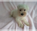 Small Photo #1 Schnauzer (Miniature) Puppy For Sale in LAUREL, MS, USA