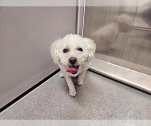 Maltipoo Dogs for adoption in San Clemente, CA, USA