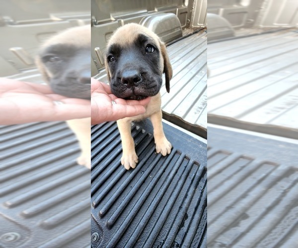 Medium Photo #37 Mastiff Puppy For Sale in PARIS, IL, USA