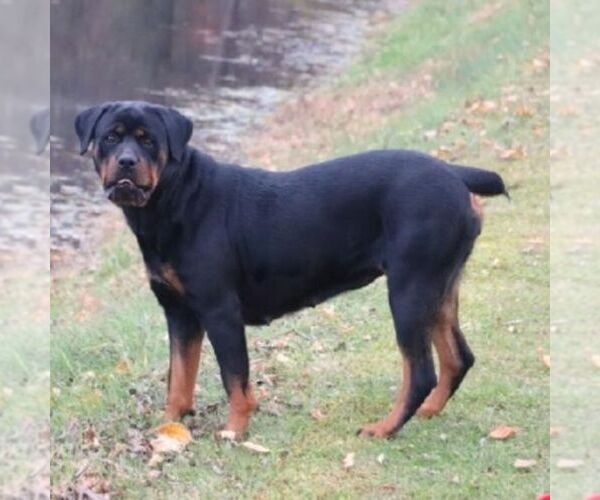 Medium Photo #1 Rottweiler Puppy For Sale in CHAMBERSBURG, PA, USA