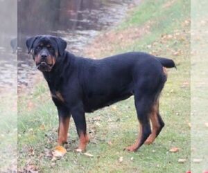 Mother of the Rottweiler puppies born on 02/10/2026