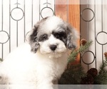 Small #2 Poodle (Toy)