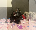 Small #25 French Bulldog