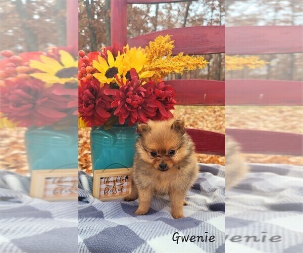 Medium Photo #12 Pomeranian Puppy For Sale in BOCA RATON, FL, USA
