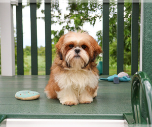 Shih Tzu Puppy for sale in SYRACUSE, IN, USA