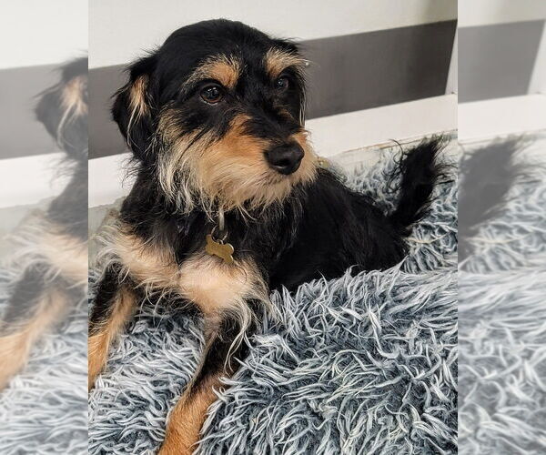 Medium Photo #1 Mutt Puppy For Sale in Studio City, CA, USA