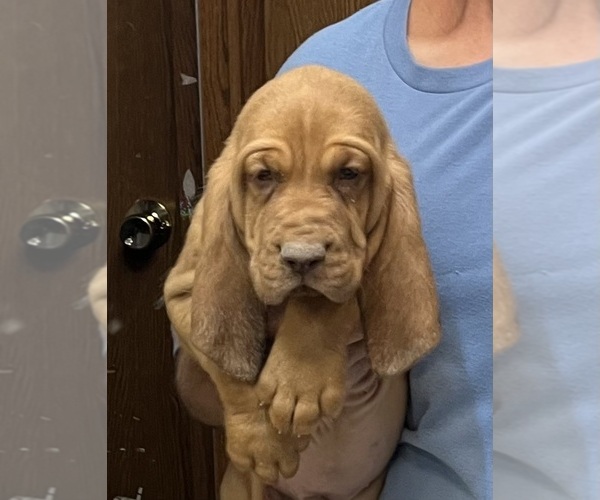 Medium Photo #1 Bloodhound Puppy For Sale in FORT MORGAN, CO, USA